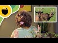 Counting Goats Pet News Team Sesame Studios