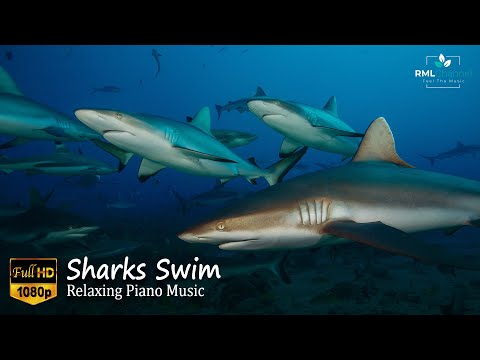 Sharks Swim In Ultra HD - 🎵Sleep Music🎵Piano Music🎵Relaxing Music🎵Healing Music🎵Stress Relief Music