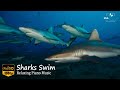 Sharks Swim In Ultra HD - 🎵Sleep Music🎵Piano Music🎵Relaxing Music🎵Healing Music🎵Stress Relief Music