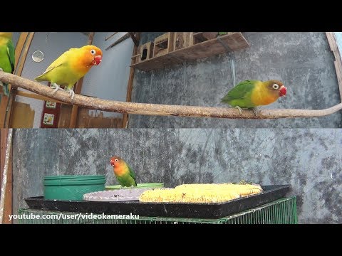 Lovebird Activity (Multicam) January-29-2019 Part 2