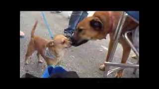 preview picture of video 'Bedford Humane Society Adoption Event at Bedford Tractor Supply'