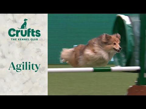 Agility - Crufts Novice Cup Final (Agility)| ​Crufts 2024