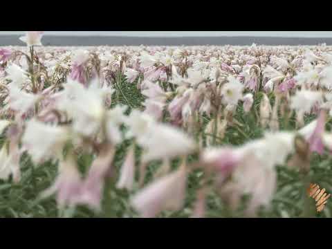 The Lilies of Sandhoff Farm.