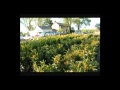 How To Tree Farm East Coast Usa Xxx