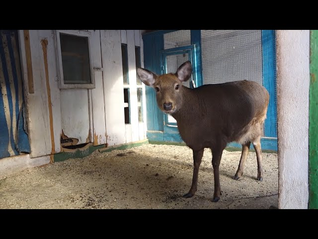 «Юный зоолог»