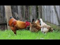 Cockerel