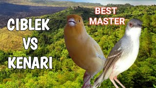 Download lagu Masteran Ciblek kristal Ngebren panjang Vs Kenari Gacor Ngeroll Panjang mp3 Download lagu Masteran Ciblek kristal Ngebren panjang Vs Kenari Gacor Ngeroll Panjang mp3