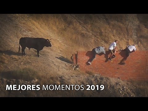Toros Bravos Solo Mejores Momentos 2019