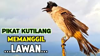 Download lagu Suara Burung Kutilang Gacor Garuda Tarung Memanggil Lawan Agar Datang mp3