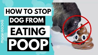 5 Correct ways to STOP your dog from EATING POOP || Monkoodog