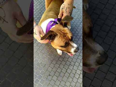 Нашийник для собак Мартінґейл Bronzedog Active нейлоновий зі світловідбиттям Ментоловий