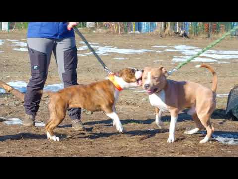 Jak prowadzić psa na smyczy i co zrobić gdy pies biegnie do innych psów - #SforaGdanska vlog