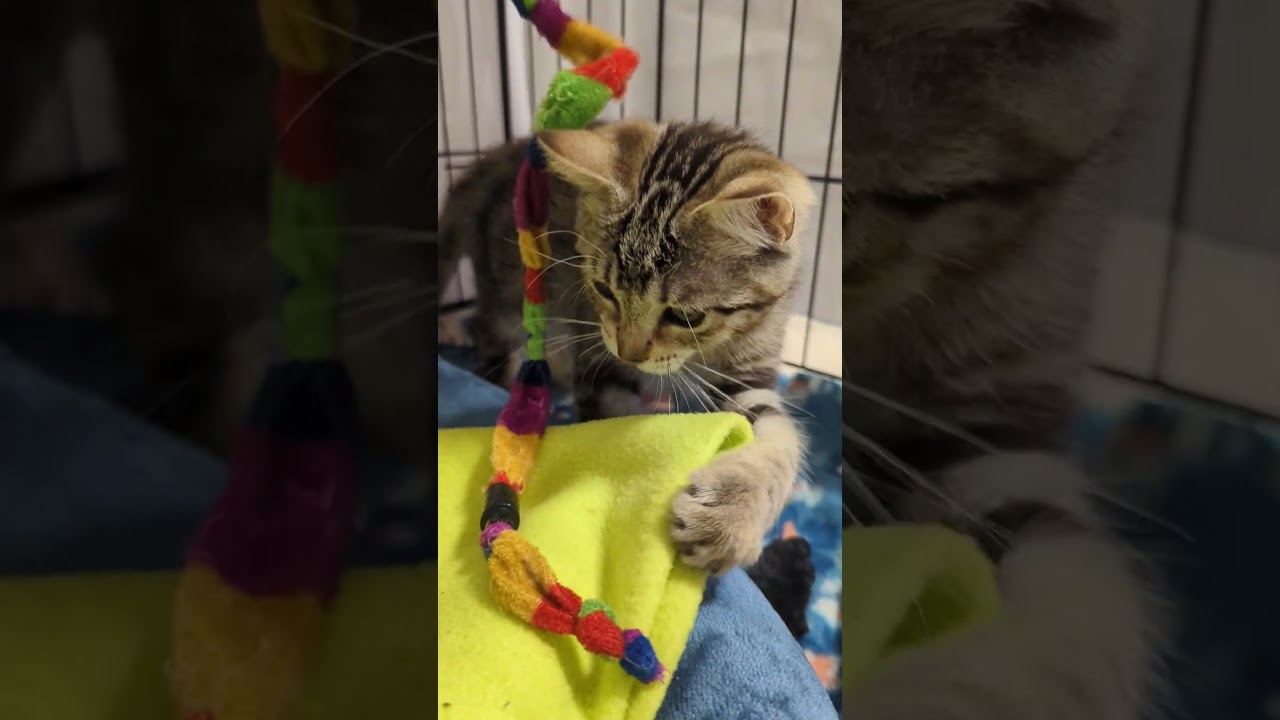 Enlarge MAYA, a Adoptable mixed breed in Fullerton, CA video 5/6