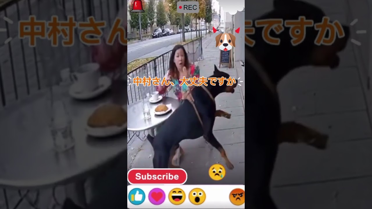 #事故 #天才犬　なぜでしょう？