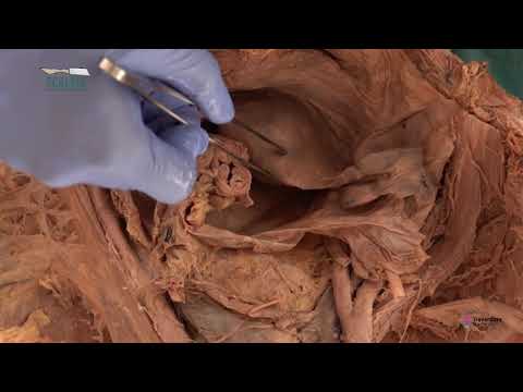 Pelvis Part-5: Uterus