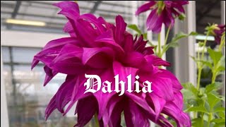 Garden Nursery Flower Shop