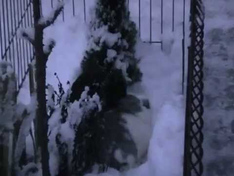 Iepurasi Dragalasi / Film by Cupfer