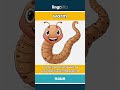 worm - a small, soft animal with n... video thumbnail