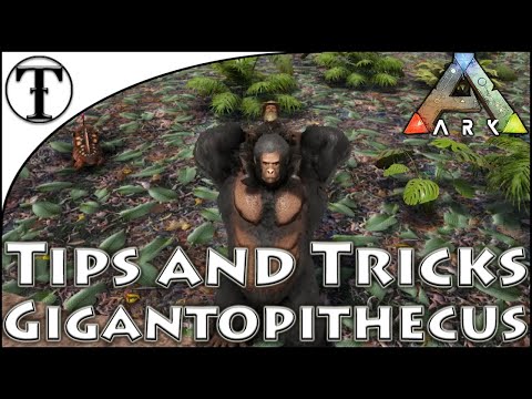 Fast Gigantopithecus(Bigfoot) Taming Guide :: Ark : Survival Evolved Tips and Tricks