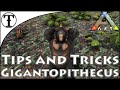 Fast Gigantopithecus(Bigfoot) Taming Guide :: Ark : Survival Evolved Tips and Tricks