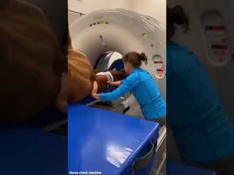 Horse check machine #shorts #shortsfeed #shortvideo #horse #machine #techonology #ghoda #ghoda_wala