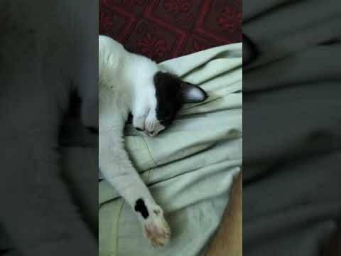 so cute cat ❤️😍😘 best funny cat video 2021