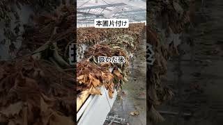 本圃片付け状況2025.6.19 #農協 #農業 #いちご