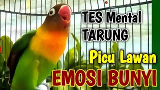 Download lagu TES MENTAL TARUNG LOVEBIRDMU, LABET FIGHTER Memicu Lawan Emosi Bunyi Ngetik Lanjut Ngekek Panjang mp3 Download lagu TES MENTAL TARUNG LOVEBIRDMU, LABET FIGHTER Memicu Lawan Emosi Bunyi Ngetik Lanjut Ngekek Panjang mp3
