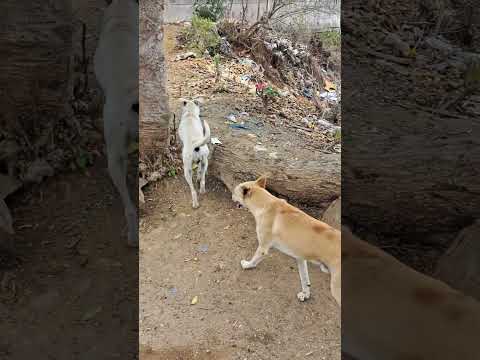 DUACA:  RECORRIENDO SUS CALLES PARTE 3 #duaca #zonanorte #lara #turismo #venezuela 