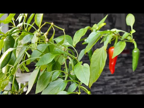 Rote Chili - Verkostung 01