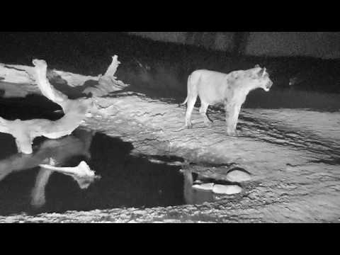 Djuma: Second Mhangeni sub male lion with Hyena and other audio - 02:49 - 10/08/18