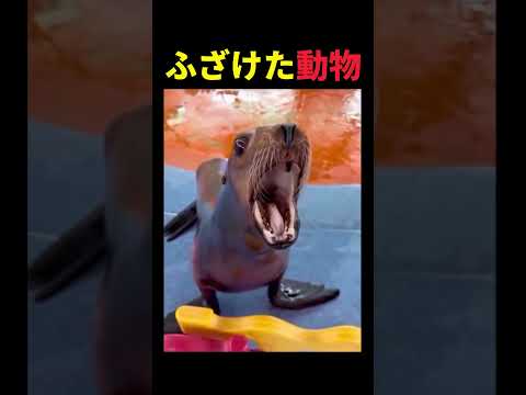 世界一ふざけている動物🤫暴露します🔥