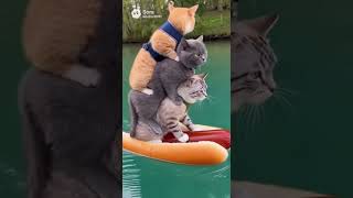Hot dog cat  #sora2 #aivideo #shorts