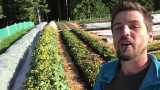 First CSA Veg Box Share of the season