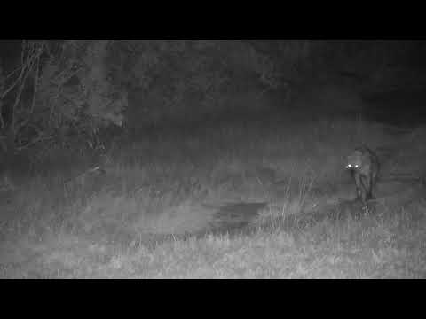 Djuma: Two different Hyenas walk by - 19:00 - 06/24/2023