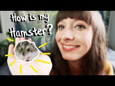 Updates on my Job, Hamster, Plants and Life!