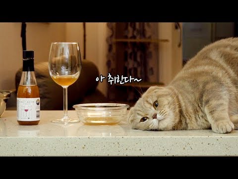 취한다 취해 고양이전용 와인마시기 - YouTube