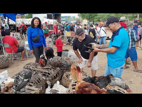 Feira de Galinhas caipira da Vila do Jerimum Taquaritinga do Norte PE 26/04/2026