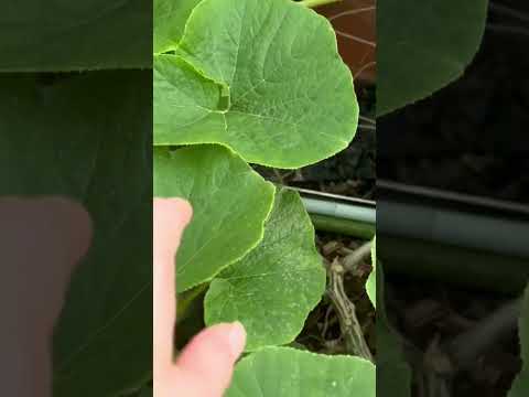 園芸 かぼちゃ、かぼちゃ