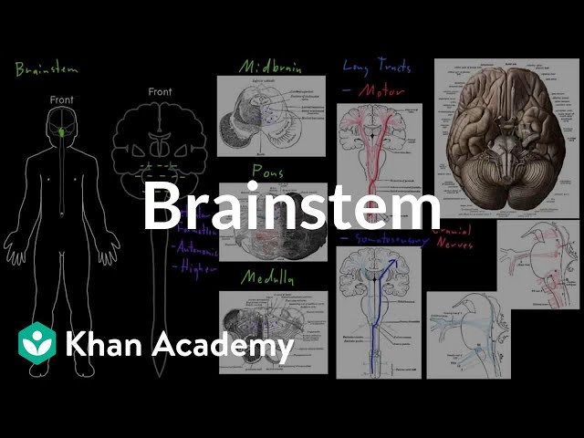Προφορά βίντεο brainstem στο Αγγλικά Προφορά βίντεο brainstem στο Αγγλικά