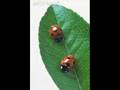 Une petite coccinelle -Abir- 