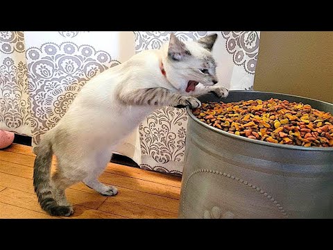 #FUNNY CAT MEMES COMPILATION