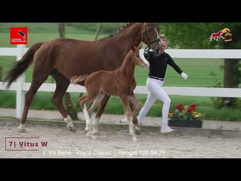 KN 7 Vitus W - Hengst (stallion) v. Va Bene / Royal Classic / Wolkenstein II