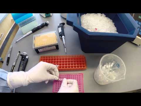 PCR Protocol - Part 2