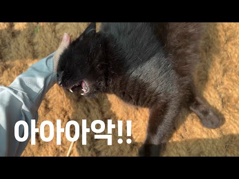 너 혹시 화병이니..? 얼굴만 봐도 빡침이 올라온다냥!