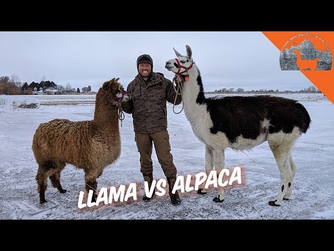 image-How big is an alpaca?