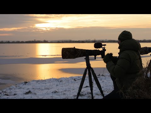 winter wildlife photography at denmark by morten hilmer
