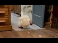 Duck Running Viral Tiktok
