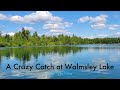 Video Thumbnail for A Crazy Catch at Walmsley Lake