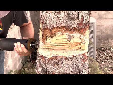 Cutting down a tree with a Milwaukee M-18 Sawzall ￼(How hard can it be?)